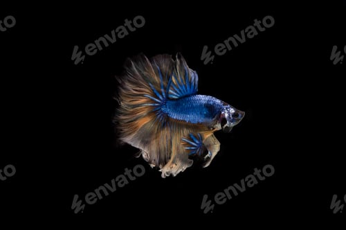 Preview: Beautiful colorful of siamese betta fish