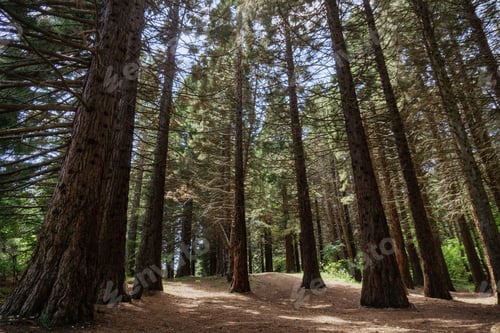Preview: Pine trees in a forest