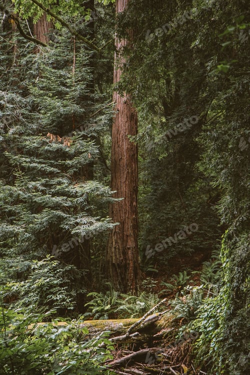 Preview: Solo Sequoia redwood tree in a California forest