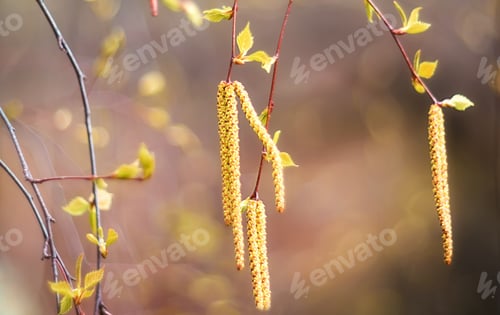 Preview: birch branches with first leaves on a warm background. spring mood