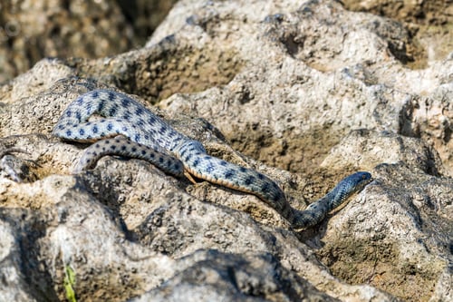 Preview: Beautiful water snake in natural habitat
