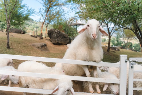 Preview: Curious sheep living in outdoor farm setting on sunny day