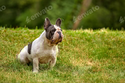 Preview: French Bulldog sitting on a green lawn, copy space.