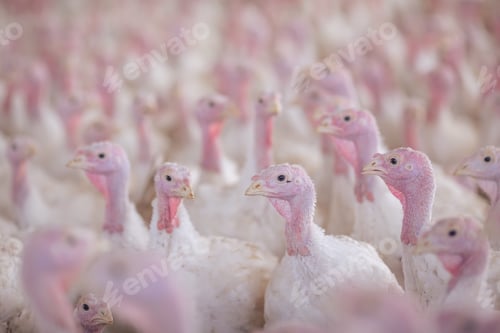 Preview: turkey farm. turkey close-up. turkey rearing concept