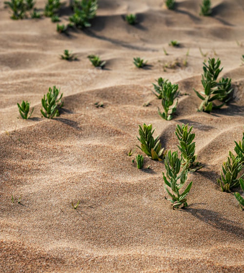 Preview: Beach sand with small plants close-up. Sand dunes on a sunny summer day