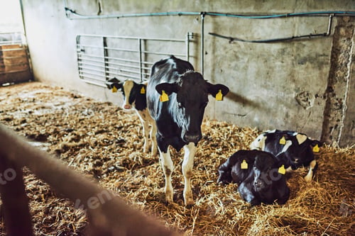 Preview: These cows are well-looked after. High angle shot of two calves inside a dairy factory.