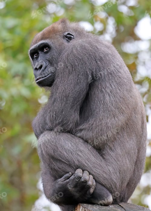 Preview: Close up shot of a cute western Lowland Gorilla