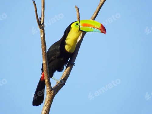 Preview: Toucan perched on a branch