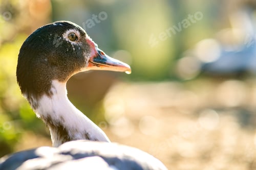 Preview: Detail of a duck head. Ducks feed on traditional rural barnyard. Close up of waterbird standing on