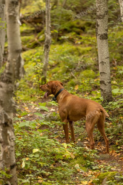 Preview: Beautiful brown Vizsla stands atop a grassy hill overlooking a lush forest