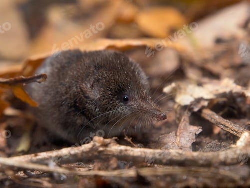 Preview: Pygmy Shrew
