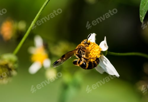 Preview: Closeup of bee and flower in the garden