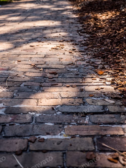 Preview: Vertical shot of a pathway with fallen leaves in the sunlight