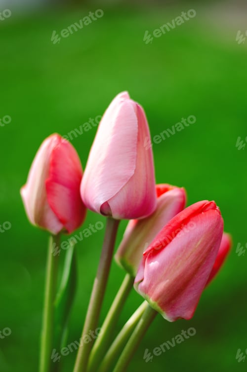 Preview: Light pink tulips on a green background