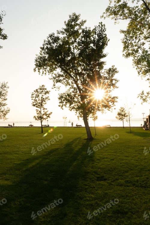 Preview: Sun rays through the tree form the sun star