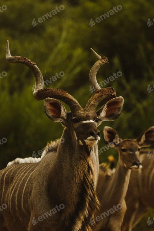 Preview: Kudus