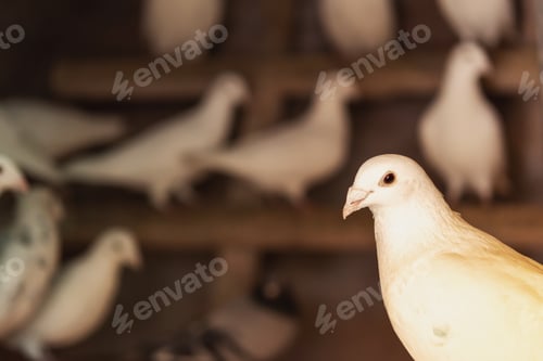 Preview: white homing pigeons on a domestic pigeon breeding farm.