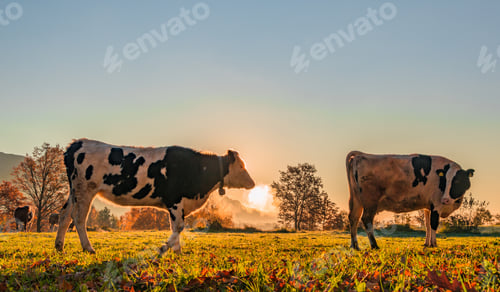 Preview: Cows on the meadow in the early morning sun just after the sunrise