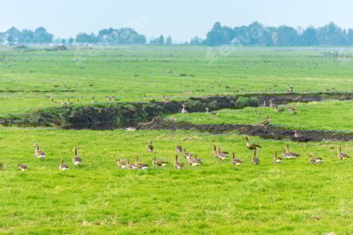 Preview: Lots of wild geese searching food on the meadow