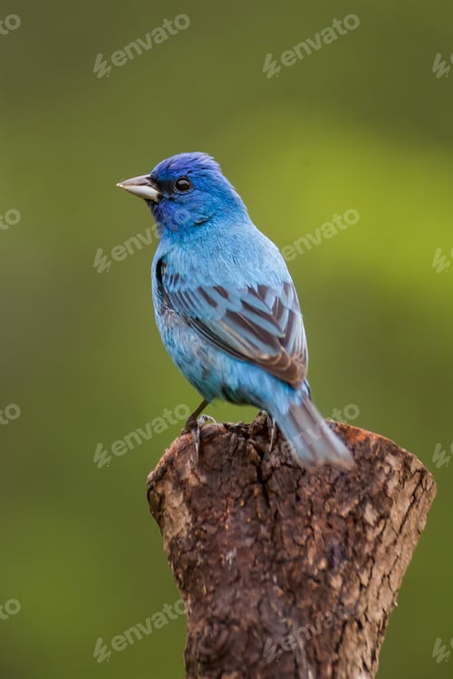 Preview: Indigo Bunting