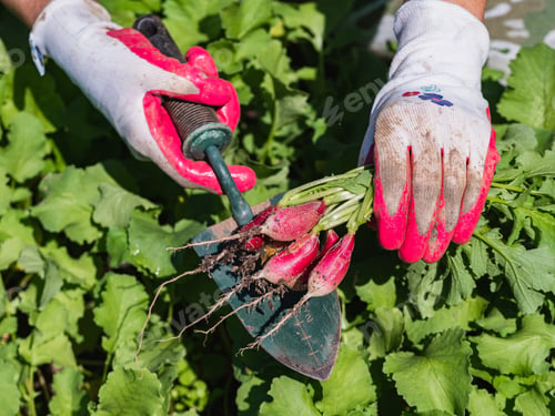 Preview: Radishes harvest