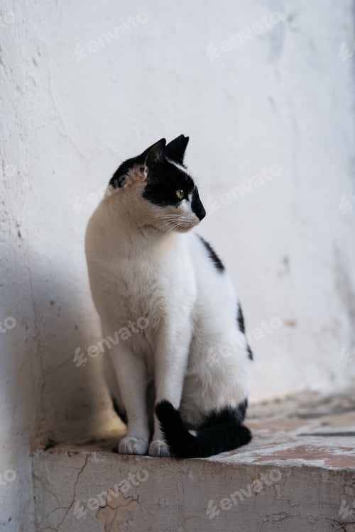 Preview: Street white cat with black spots sitting by white wall.