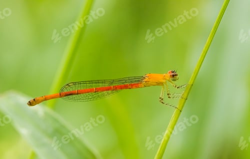 Preview: Damselfly on green leaves, insect in nature