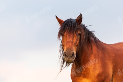 Preview: Portrait of a horse standing with his back to the sun at sunset on the field