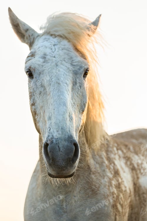 Preview: Close up of white horse, looking at camera.