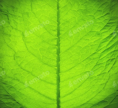 Preview: Green fresh leaf texture