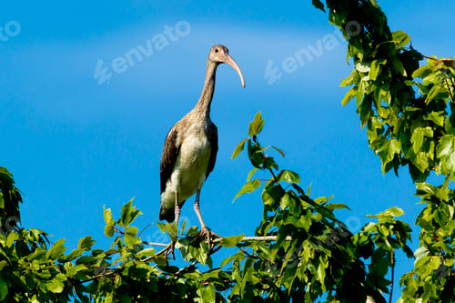Preview: Young ibis in a tree.