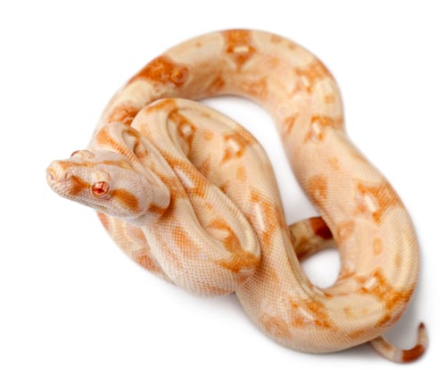 Preview: Albinos Boa constrictor, Boa constrictor, 2 months old, in front of white background