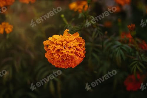 Preview: Mg 2692