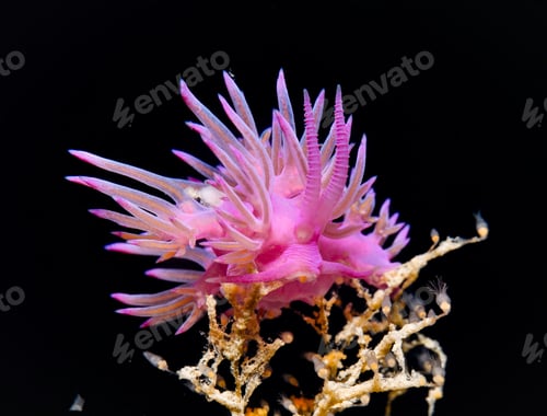Preview: Flabellina affinis feeding on hydroids