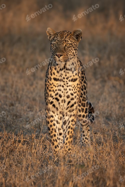 Preview: Leopard, Panthera pardus, sitting in grass, in golden light.