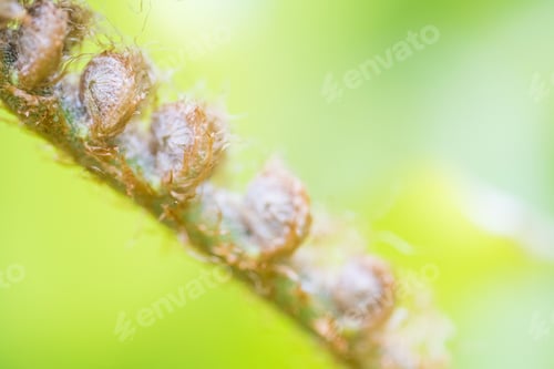 Preview: Closeup Fiddlehead Fern Plant