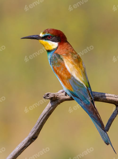 Preview: European bee-eater, Merops apiaster. A beautiful multi-colored bird sits on a dry branch