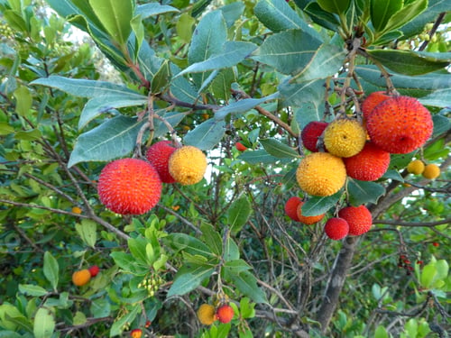 Preview: Arbutus unedo tree with fruit