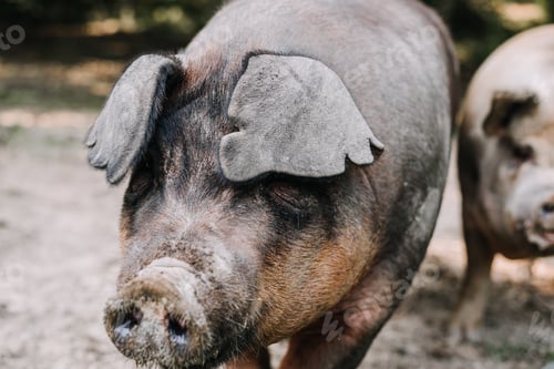 Vista previa: Un cerdo en una granja