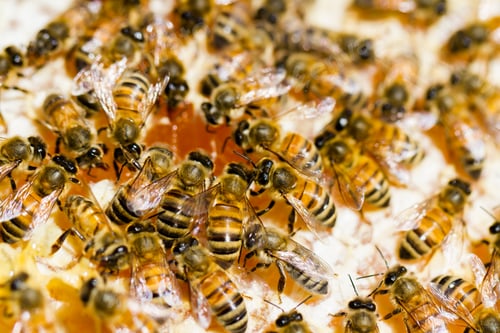 Preview: Beekeeping
