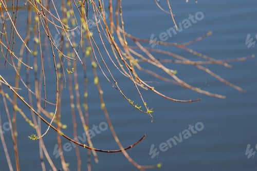 Preview: Spring Growth On Weeping Willow Tree - Photograph Of Spring Growth On A Weeping Willow Tree With A