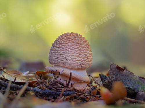 Preview: Small Amanita rubescens mushroom