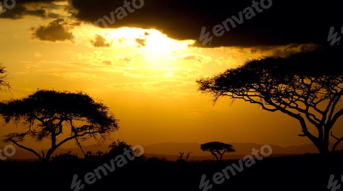 Preview: Acacia Trees Silhouetted Against a Dramatic Sunset Sky