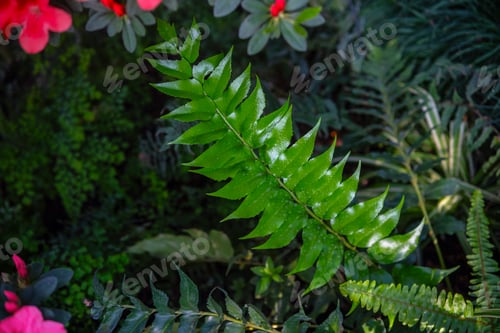 Preview: Close-up of Green Fern Leaves