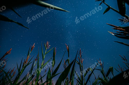 Preview: Bottom View Of Night Starry Sky With Milky Way From Green Maize Corn Field Plantation In Summer...