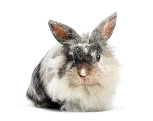 Preview: Lionhead rabbit and looking at camera