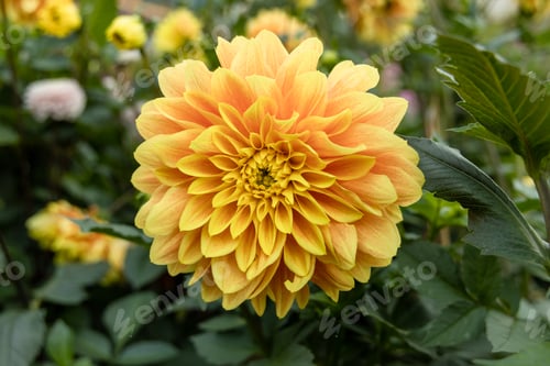 Preview: Dahlia yellow and orange flowers in garden