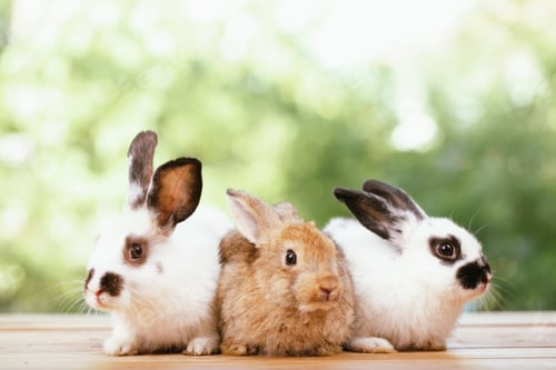 Preview: cute animal pet rabbit or bunny white or brown color for easter in natural easter celebration