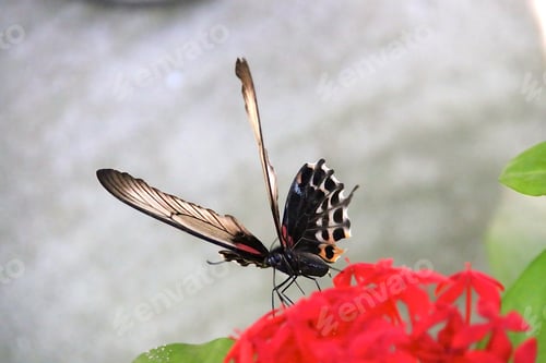 Preview: Butterfly