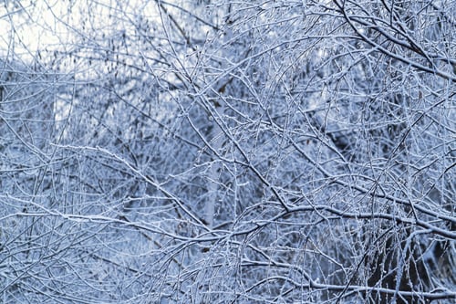 Preview: Beautiful branches of winter trees